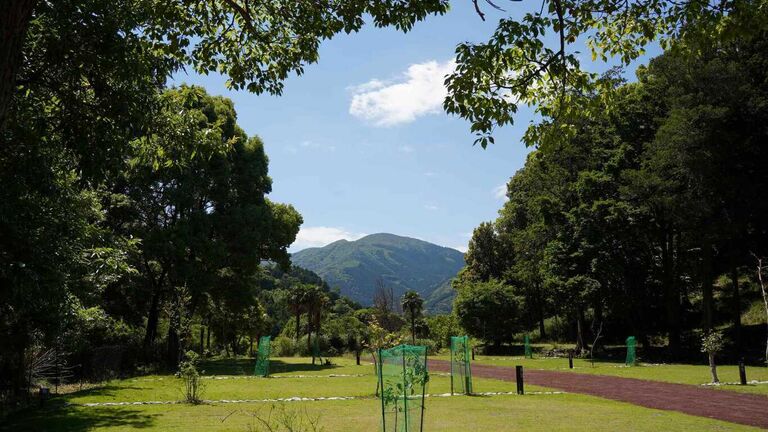 木々に囲まれた高台の芝生サイト。木立の切れ間から山並みと空が見える